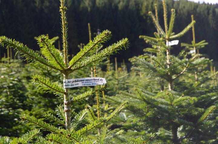 ÖKOLOGISCH ANGEBAUTE WEIHNACHTSBÄUME AUS DEM&nbsp;SORPETAL