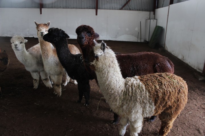 Kleines_Alpaka_Rudel_Inti_Farm