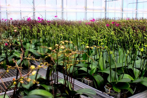 Orchideen_Koch_Gewächshaus1