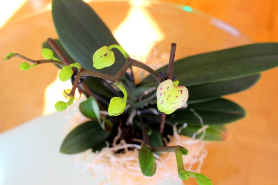 Phalaenopsis_Orchidee