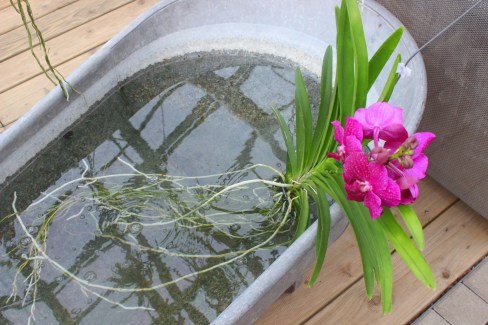 Vanda_Orchideen.Koch
