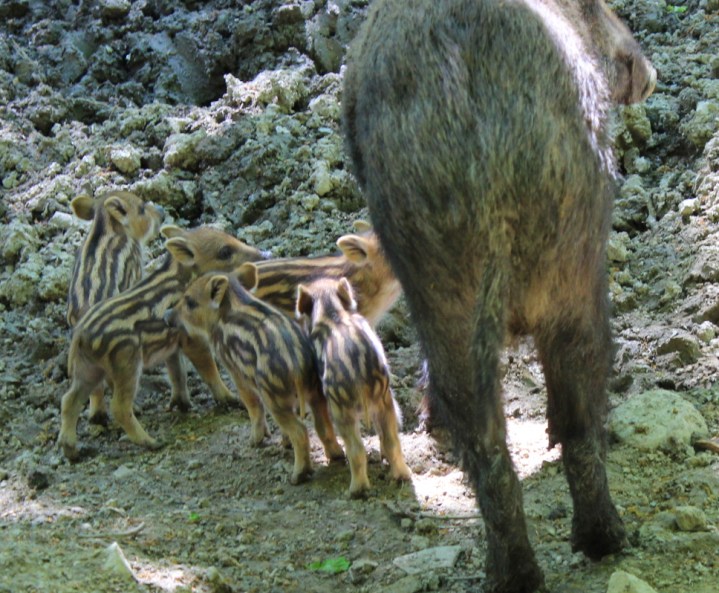 Wildwald Vosswinkel Bache Frischlinge