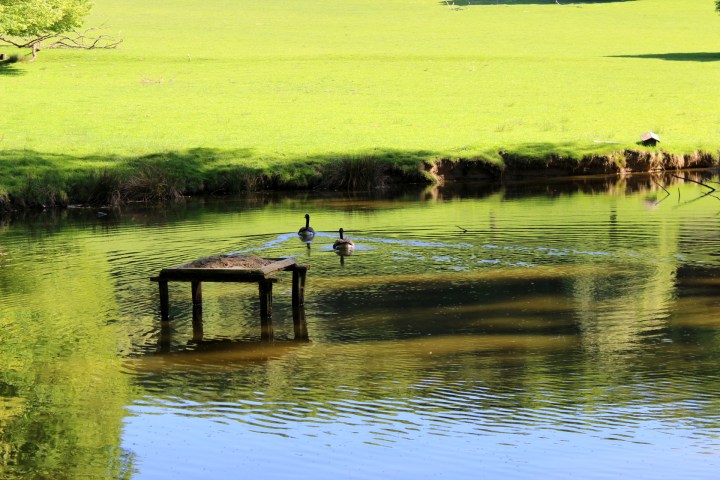 Wildwald Vosswinkel Enten