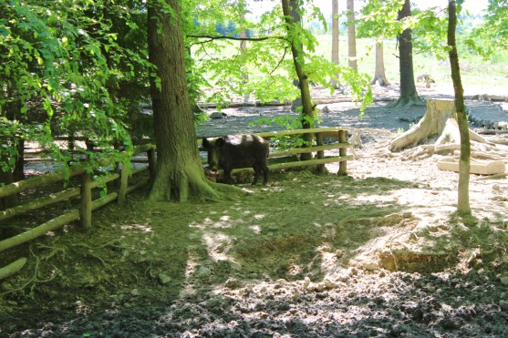 Wildwald Vosswinkel Wildschweingehege