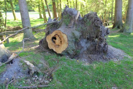 Wildwald Vosswinkel Wurzel