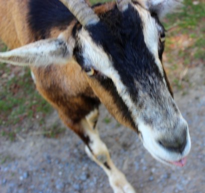 Wildwald Vosswinkel Ziege