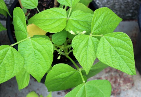 Chilimann Ralf Rickert Bohnen