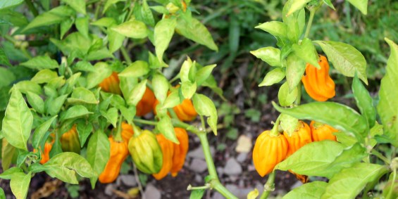 Chilimann Ralf Rickert Habanero