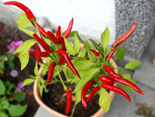 Mr. Nature Chilipflanze