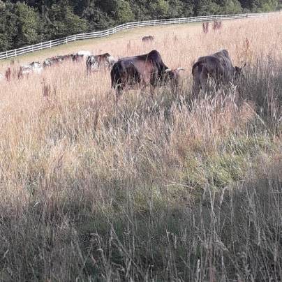 IMG_20180804_192656_274