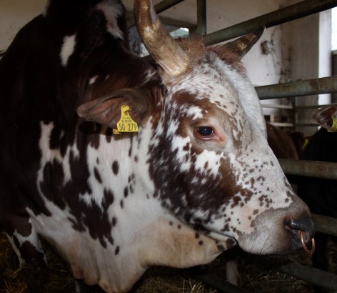 Zwergzebu vom Gutshof Original Bulle nah