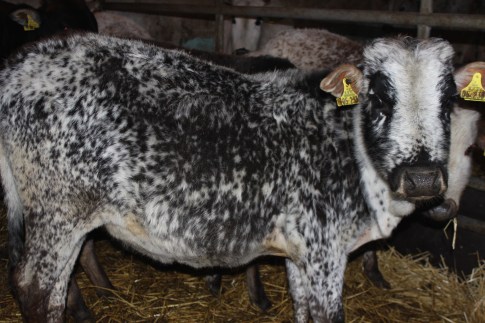 Zwergzebu vom Gutshof Original Kuh gefleckt