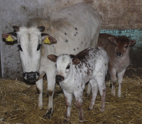 Zwergzebu vom Gutshof Original Kuh mit Kälbchen