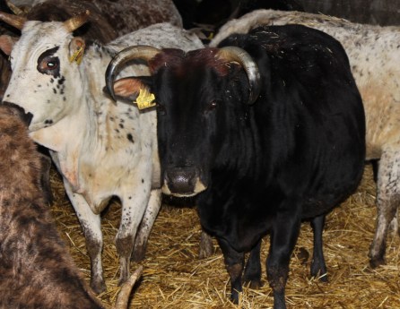 Zwergzebu vom Gutshof Original Kuh schwarz