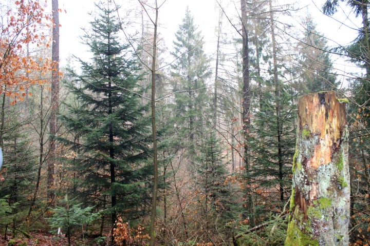Sauerland Biodiversität