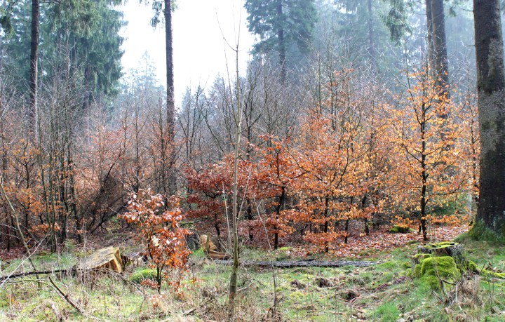 Sauerland Mischwald
