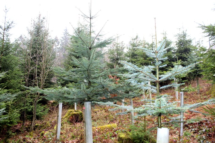 Sauerland Wald Weißtannen