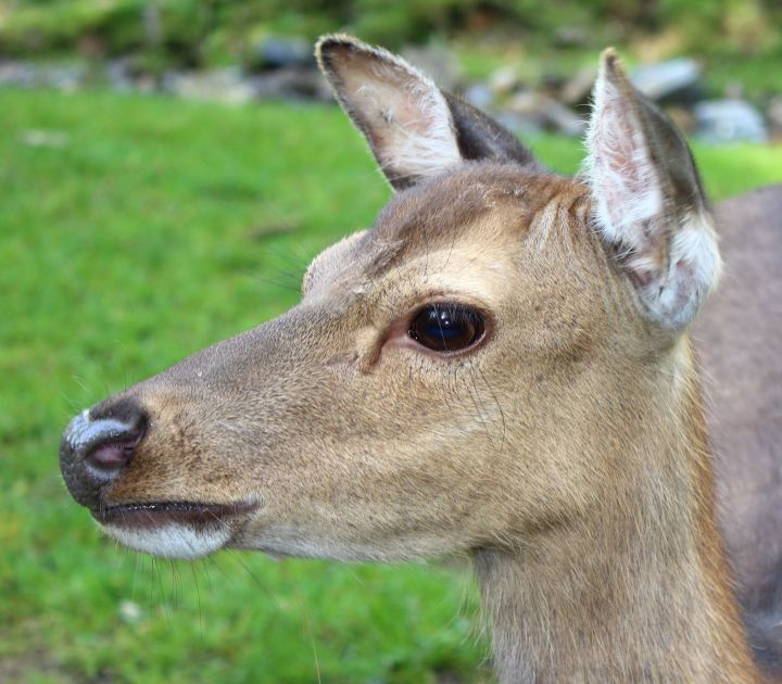 Bilsteintal Sikahirsch Kopf