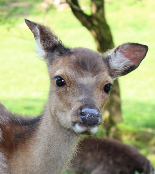 Bilsteintal Sikahirsche Kitz