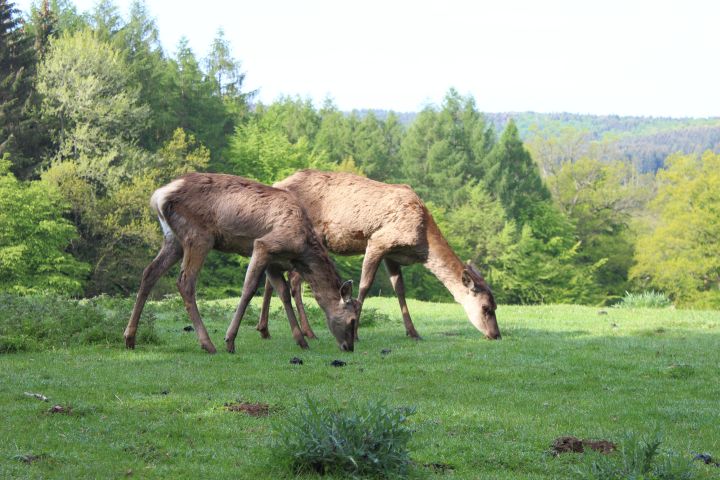WUNDERBARE BEGEGNUNGEN IM „WILDPARK&nbsp;BILSTEINTAL“