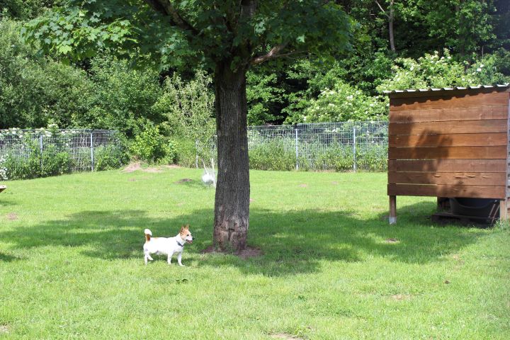 Tierheim Lippstadt Hundewiese