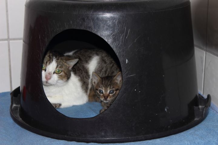 Tierheim Lippstadt Katzenbaby Höhle Mutter