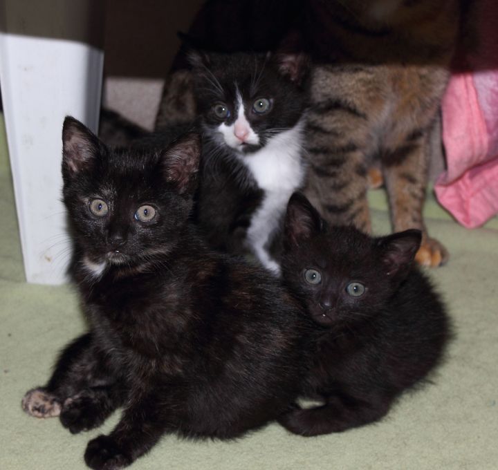 Tierheim Lippstadt Katzenbabys schwarz
