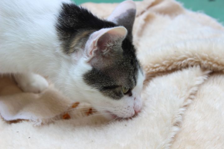 Tierheim Lippstadt Olli