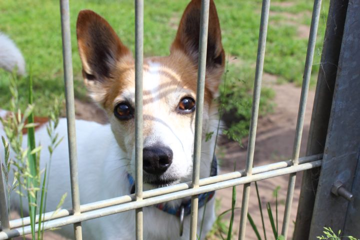 Tierheim Lippstadt Roni