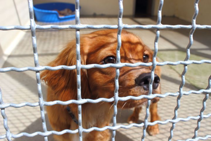 Tierheim Lippstadt Scotty