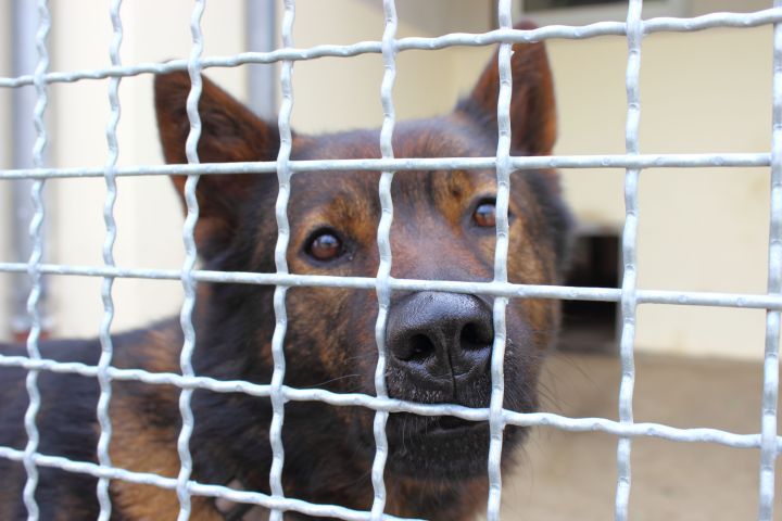 Tierheim Lippstadt Zeus