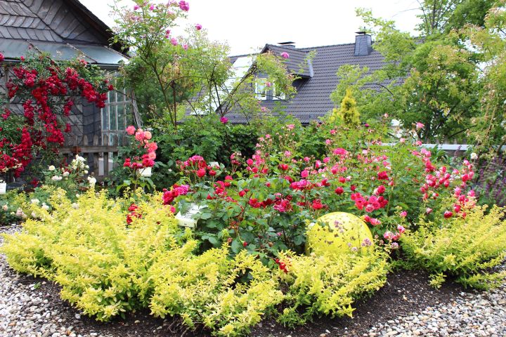 Rosendorf Assinghausen Klostergarten 1