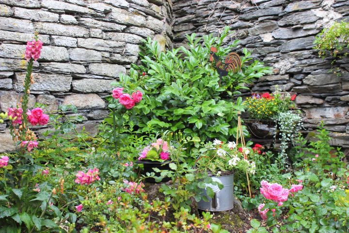 Rosendorf Assinghausen Mauer