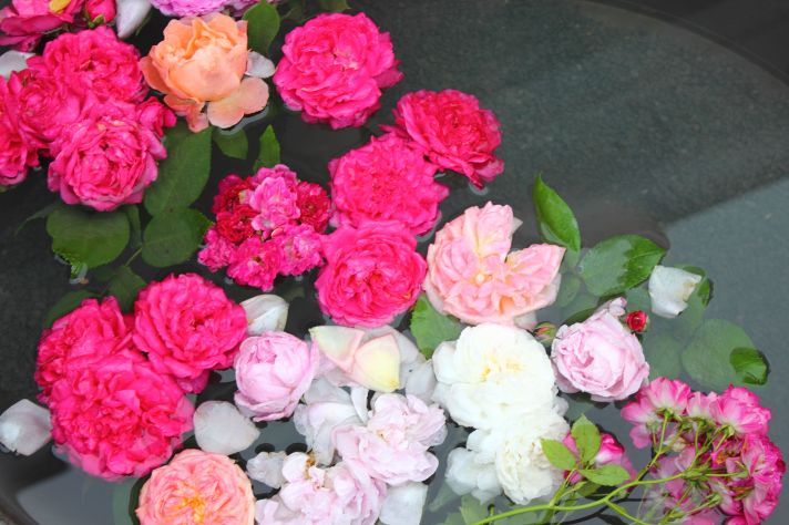 Rosendorf Assinghausen Rosen