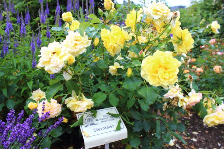 Rosendorf Assinghausen Sterntaler