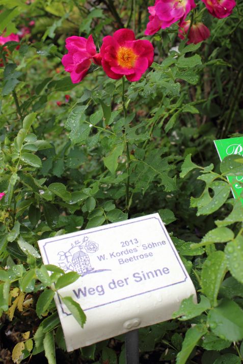 Rosendorf Assinghausen Weg der Sinne