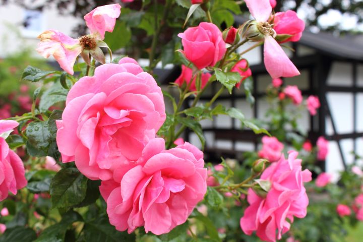 Rosendorf Assinghausen