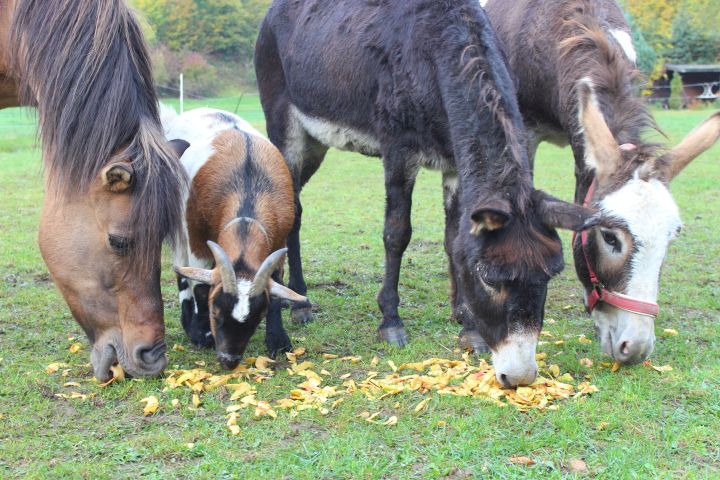 Eselwanderung Brilon 1