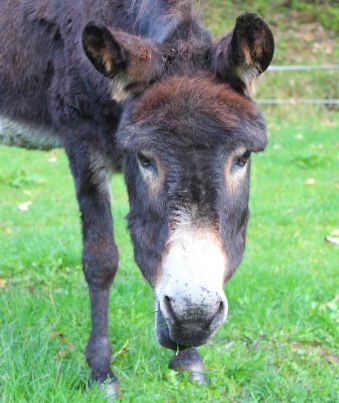 Eselwanderung Brilon 15