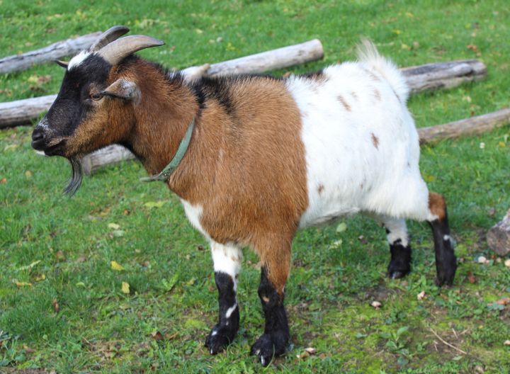 Eselwanderung Brilon 18