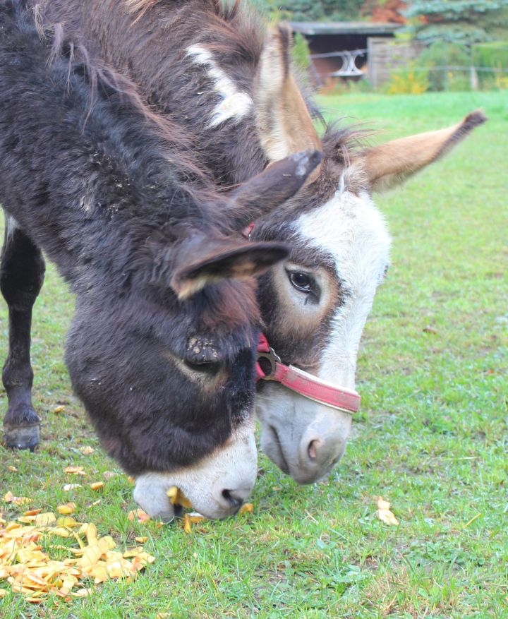 Eselwanderung Brilon 2