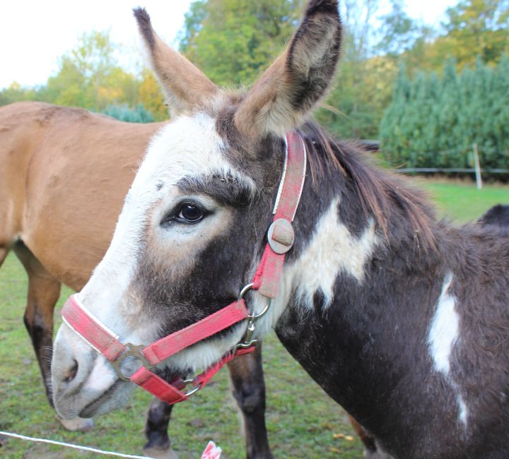 Eselwanderung Brilon 4