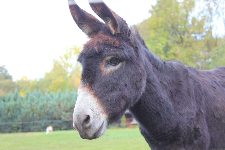 Eselwanderung Brilon 5