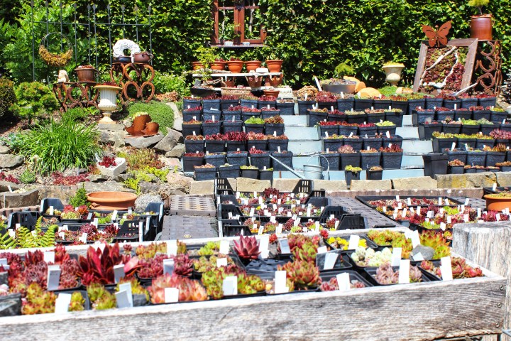 Rosen und Steinrosen Sammlung Eva Haumann-01