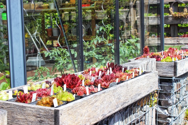 Rosen und Steinrosen Sammlung Eva Haumann 2-01