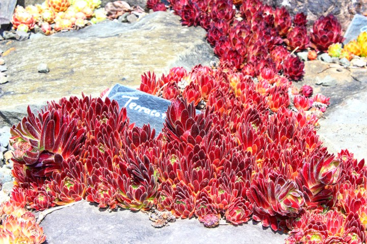 Rosen und Steinrosen Sempervivum 6-01