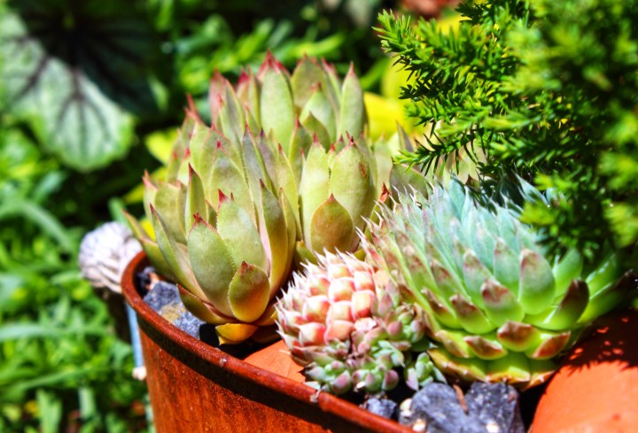 Rosen und Steinrosen Sukkulente-01