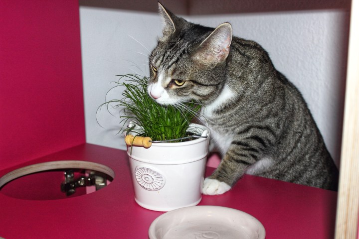 Paws on wood handmade furniture cats-01