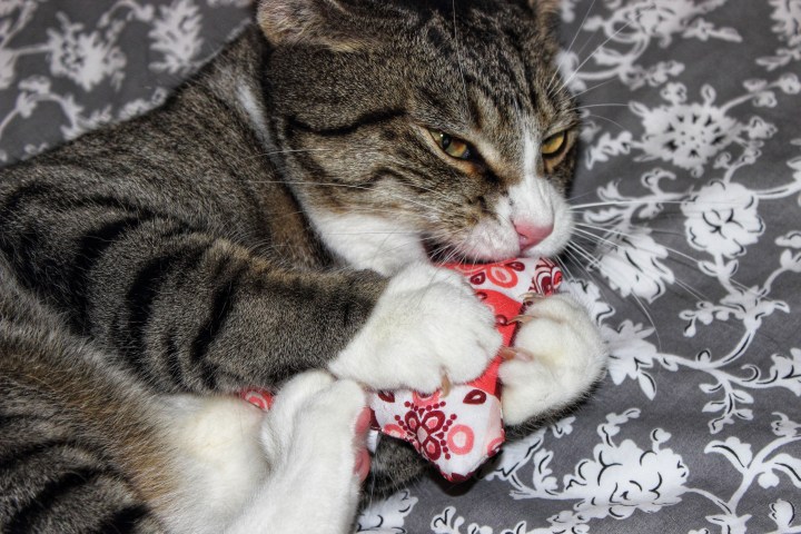 Paws on wood Jingle Stinkekissen-01