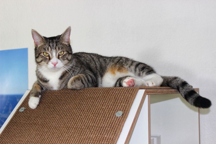 Paws on wood Katzenmöbel Katzenkratzmöbel-01